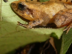 Craugastor underwoodi