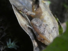 Craugastor underwoodi