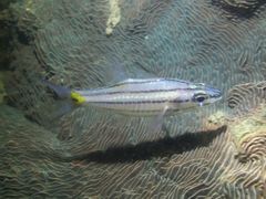 Cheilodipterus isostigma