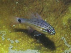 Ostorhinchus endekataenia