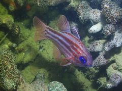 Ostorhinchus compressus