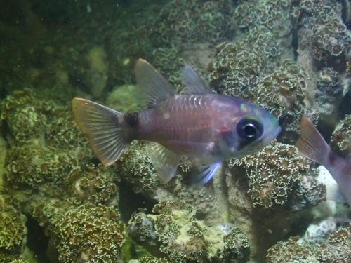 Banda cardinalfish (Nectamia bandanensis) — Apogonidae
