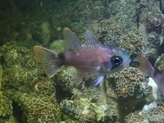 Nectamia bandanensis