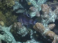 Apogonichthyoides melas