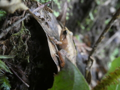 Craugastor underwoodi