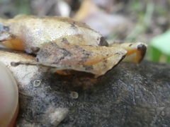 Craugastor underwoodi