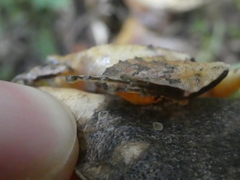 Craugastor underwoodi