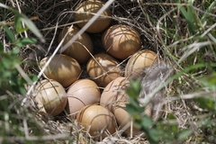 Tympanuchus phasianellus