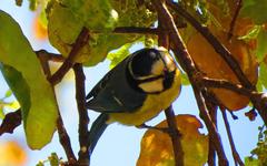 Cyanistes teneriffae