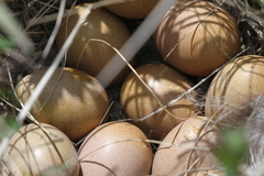 Tympanuchus phasianellus