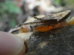 Craugastor underwoodi