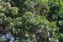 Protorhus longifolia