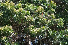 Protorhus longifolia