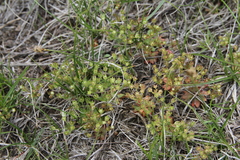 Androsace occidentalis