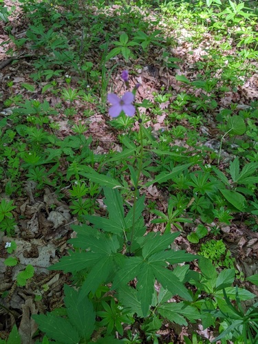 zubačka cibuľkonosná (Cardamine bulbifera)