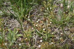 Androsace occidentalis