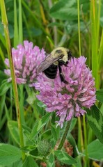 Bombus impatiens