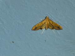 Anarmodia