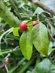 Eugenia pseudopsidium