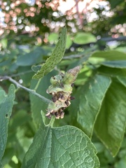 Celticecis expulsa