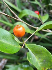 Eugenia pseudopsidium