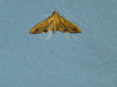 Anarmodia