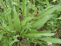 Phytomyza plantaginis