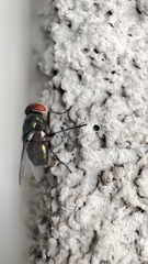 Lucilia sericata