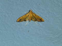 Anarmodia