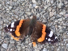 Vanessa atalanta