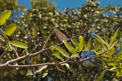 Brachystegia spiciformis