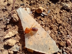 Syntermes molestus