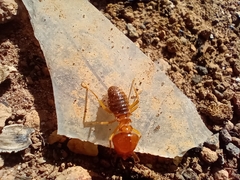 Syntermes molestus