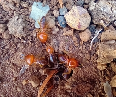Syntermes molestus