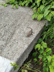 Lacerta agilis