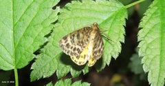 Arichanna melanaria