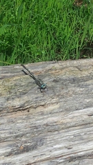 Arigomphus cornutus