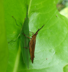 Atractomorpha crenulata