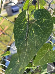 Cynanchum laeve