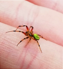 Araniella opisthographa