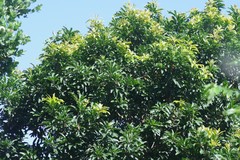 Protorhus longifolia