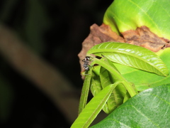 Dolichoderus thoracicus