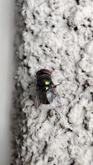 Lucilia sericata
