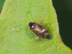 Ceratocapsus modestus