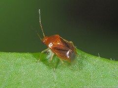 Monalocoris americanus