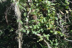Bridelia micrantha