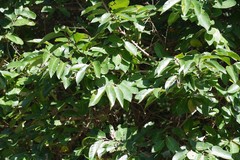 Bridelia micrantha