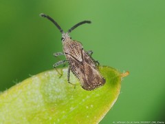 Teleonemia scrupulosa