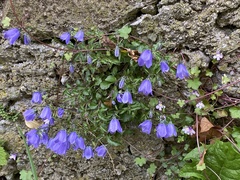 Campanula