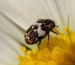 Anthrenus pimpinellae